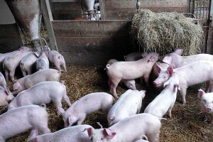Schweine auf Stroh, © getreidekonservieren.de