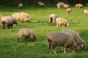 Schafe, © getreidekonservieren.de