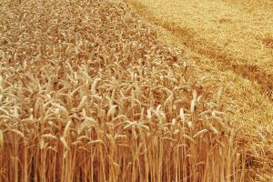 Weizenbestand, © getreidekonservieren.de