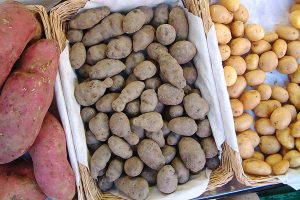 Kartoffelsorten, © getreidekonservieren.de