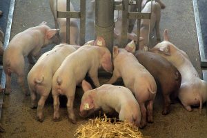 Schweinestall, © getreidekonservieren.de