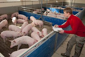 Schweinemast, © BBV