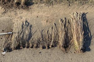 Unterschiedlich stark ausgeprägte Symptome des Weizenverzwergungsvirus bei infizierten Pflanzen. Der Weizen ganz rechts ist symptomfrei. © Anne-Kathrin Pfrieme/JKI