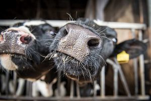 Färsen (zuchtreife weibliche Rinder) auf dem Milchviehbetrieb von Hartmut Seetzen in Varel (Kreis Friesland): Die heimische Milchwirtschaft sieht sich für einen verbesserten Klimaschutz gut gerüstet, &copy; Wolfgang Ehrecke
