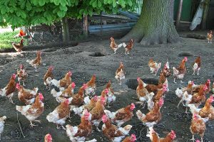 freilaufende Hühner, © getreidekonservieren.de