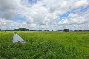 Eine Grünlandfläche in Sachsen-Anhalt, in der Region Nord-Ost, © K. Behrens/LLG-SA